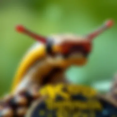 Magnificent Comprehensive Insights into Banana Slugs: A Detailed Exploration