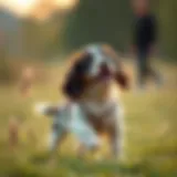 Cocker Spaniel puppy playing in a grassy field