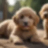 Adorable Mini Goldendoodle Puppies Playing