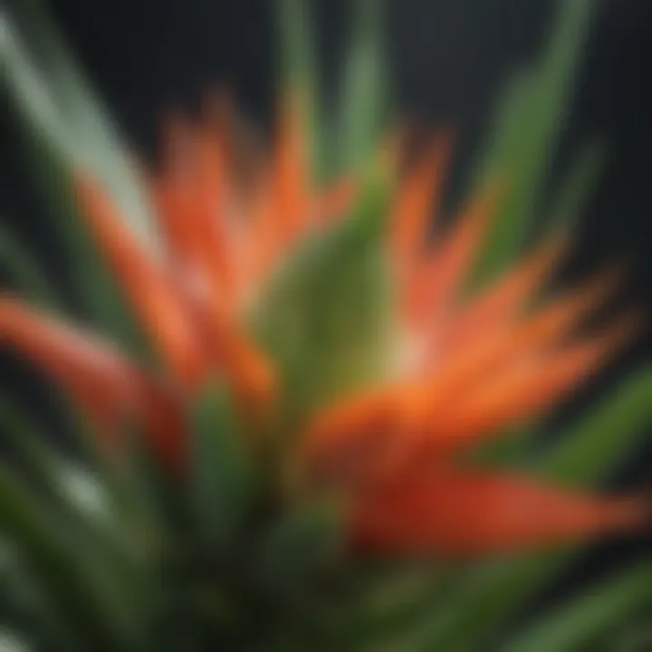 Aloe Vera Blossom Close-Up