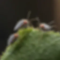 Close-up of woolly aphids on a plant leaf