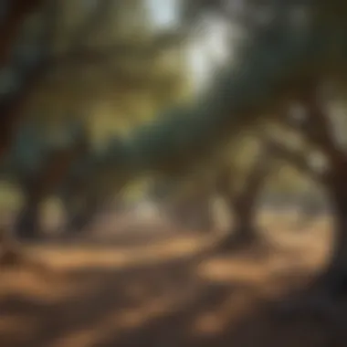 Ancient olive tree grove with dappled sunlight filtering through leaves