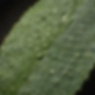 Aphid damage on a leaf causing curling and discoloration