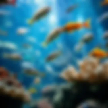 Diverse marine life in a large aquarium display