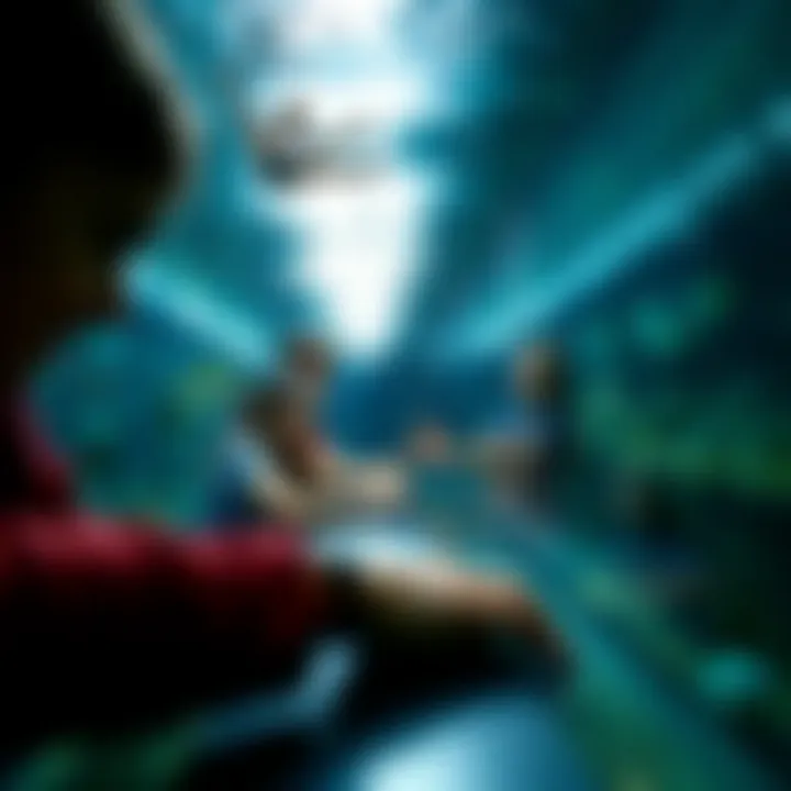 Interactive touch tank experience for visitors