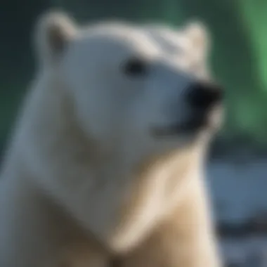 Arctic Aurora Illuminating Polar Bear Hair