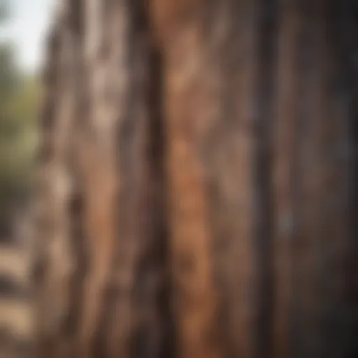 Ancient Arizona Fossilized Tree Bark