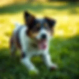 A dog playing on a healthy lawn