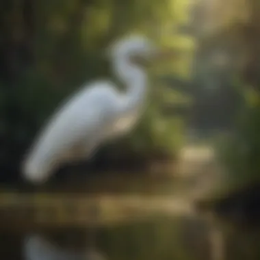 Elegant Great Egret wading in a serene wetland