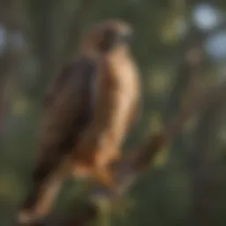 Majestic Red-tailed Hawk perched on a branch