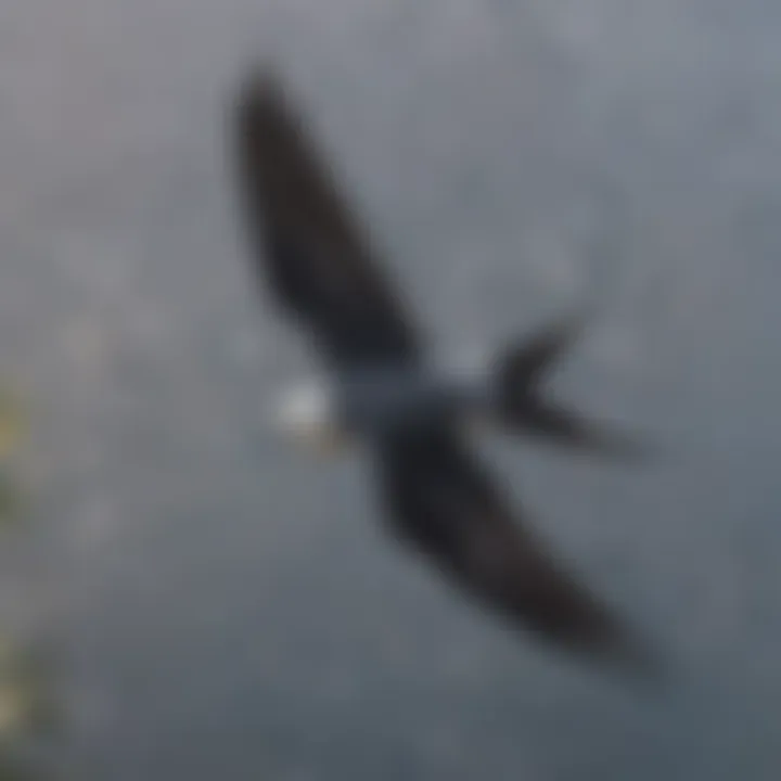 Graceful Swallow-tailed Kite soaring through the sky