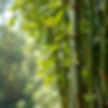 An illustration of bamboo's ecological significance in Florida