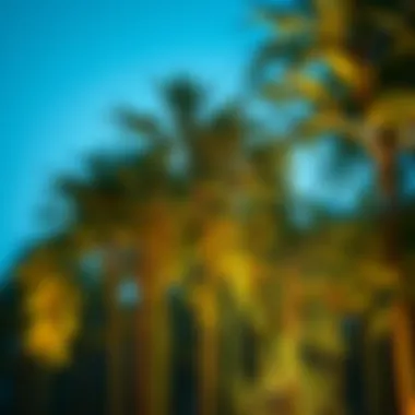 Bamboo used in landscaping to enhance outdoor spaces