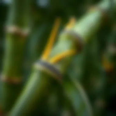 Close-up of a bamboo shoot illustrating growth patterns
