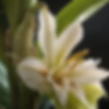 Detailed Close-Up of Banana Blossom
