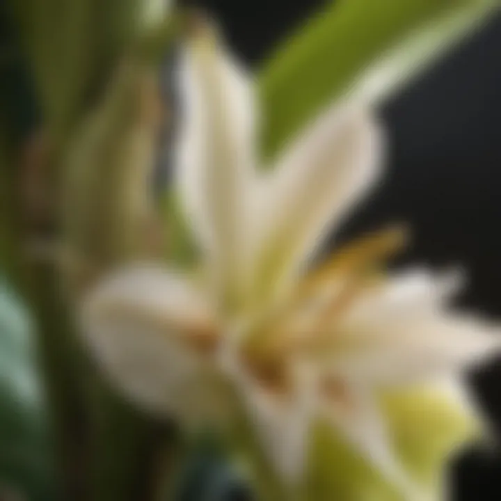 Detailed Close-Up of Banana Blossom