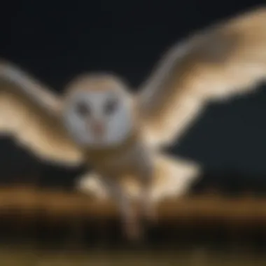 Barn owl swooping down to catch an insect with precision