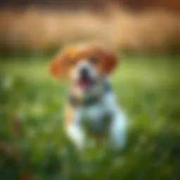Playful Beagle Lab mix puppy in a grassy field