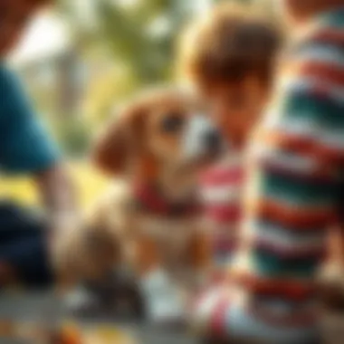 Social Interaction of Beagle Lab Mix Beagle Lab mix puppy interacting with children