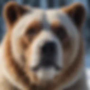 Bear-Like Dog with Arctic Features Bear-Like Dog with Arctic Features