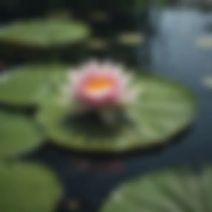 Enchanting Beauty of a Lily Pad with Flower