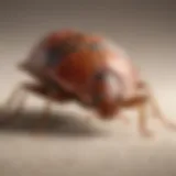 Illustration showing the anatomy of a bed bug