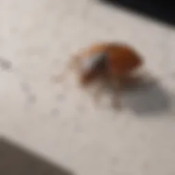 Illustration of bed bug black spots on a mattress