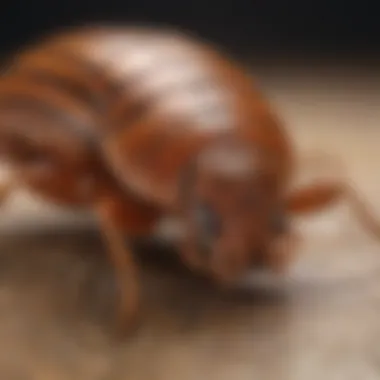 Distinguishing Features Illustration highlighting the distinguishing features of bed bugs