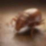 Bed Bug Life Cycle Stages