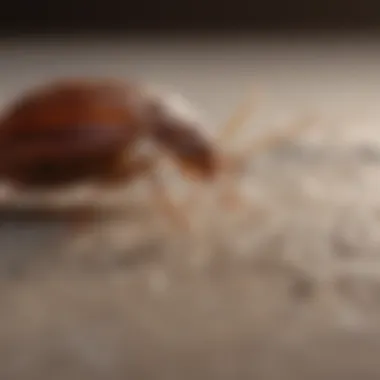 Bed Bug Prevention Measures