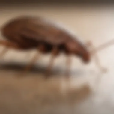 Close-up of a bed bug caught in a sticky trap