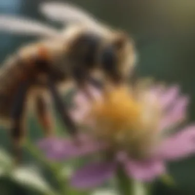 Close-up of bee pollinating a wildflower