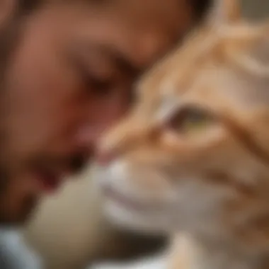 Veterinarian examining a cat's ears for mites