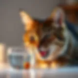 Cat drinking water with dental additive
