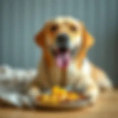 Labrador enjoying a healthy meal