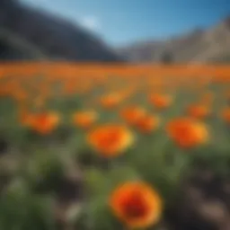 Vibrant California poppies in full bloom under a clear blue sky.