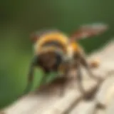 Close-up view of a carpenter bee on wood
