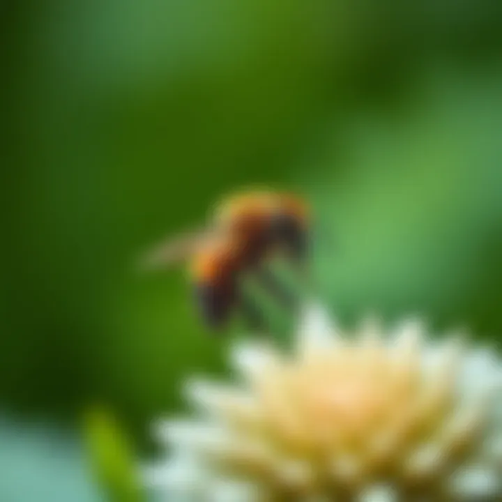 Natural deterrents for carpenter bees in a garden