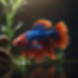 Colorful Betta Fish Swimming in Aquarium