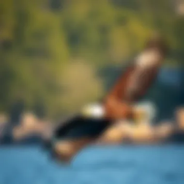 A majestic Bald Eagle soaring over the lakes of Western New York