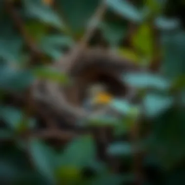 An intricate nest hidden among the foliage, showcasing bird craftsmanship