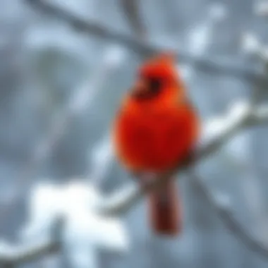 A vibrant Red Cardinal perched on a snow-covered branch