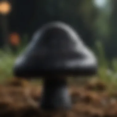 Close-up view of a black mushroom with a glossy cap