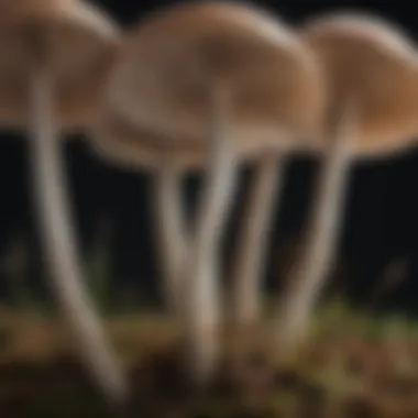 Detailed view of mushroom gills showing identification features