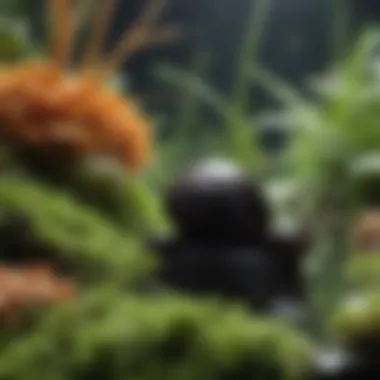 Black Nerite Snail peacefully grazing on algae in a vibrant aquarium