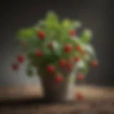 Blossoming everbearing strawberry plant in full bloom