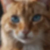 A cat experiencing relief from fleas