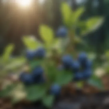 Blueberry plant with lush foliage in ideal growing conditions