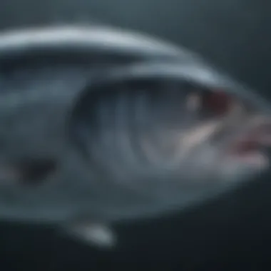 Analyzing the Varied Market Demand for Bluefin Tuna Bluefin Tuna Market Demand Analysis