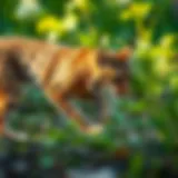 Bobcat in Action A captivating bobcat in its natural habitat showcasing its stealth and agility.